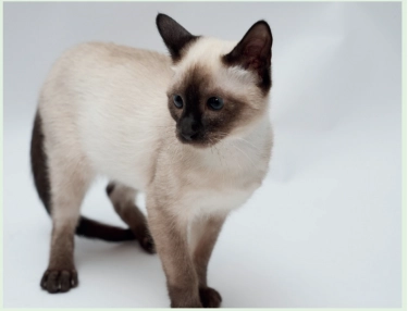 pet